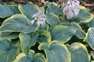 Megan's Angel, Hosta